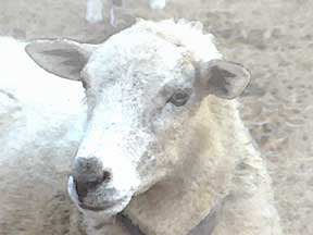 sheep head