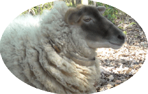 sheep face