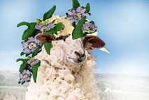 sheep with flowers on head