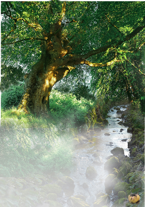walnut tree